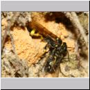 Mellinus arvensis - Kotwespe w48k beim Nesteintrag - Fliege wird rueckwaerts ins Nest gezogen - Sandbgrube Niedringhaussee.jpg